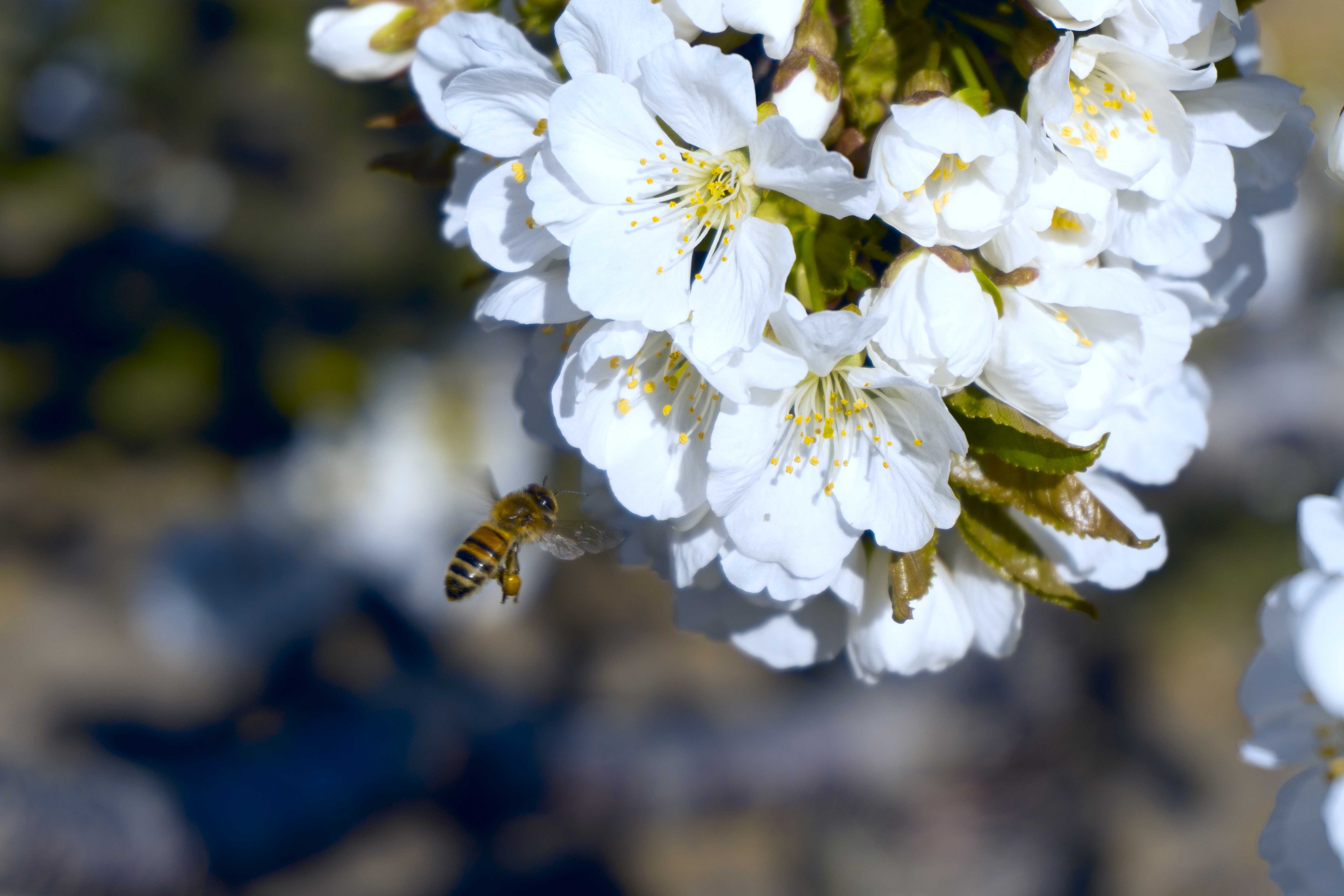 Premium Quality Fruits