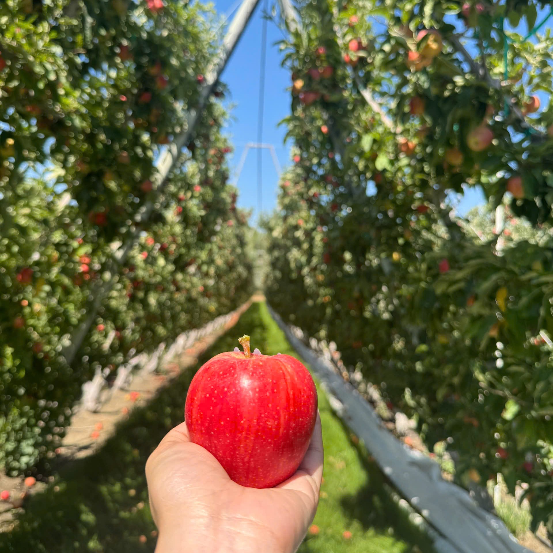 Washington Gala Apple Season 2025–2026 has started